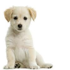 Hundefoder til 3 hunde